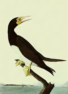 Booby: Brown Booby, Sula leucogaster