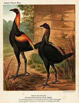 Cassell: Brown-breasted red game birds