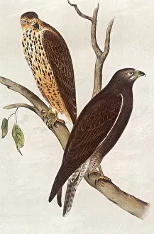 Buzzard: Brown Buzzard, Buteo insignatus