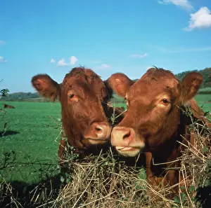 Calves: Two Brown Calves