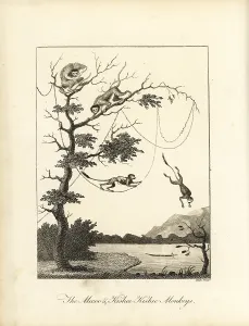 Stedman: Brown capuchin monkey and squirrel monkey