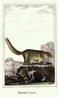 Bushy: Brown Coati