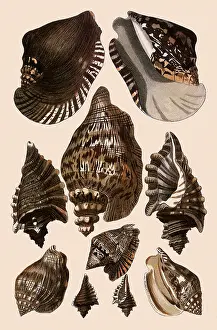Conch: Brown Conch Variations