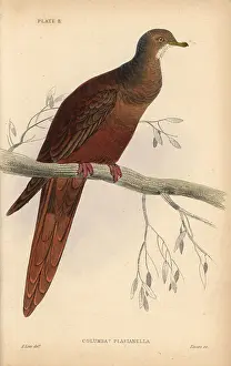 Prideaux: Brown Cuckoo-Dove, Macropygia phasianella