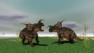 Einiosaurus: Two brown Einiosaurus dinosaurs confront each other in an ?
