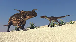 Einiosaurus: Brown Einiosaurus and a Utahraptor confront each other ?