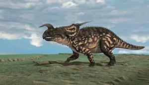 Diplodocid: Brown Einiosaurus walking across an open field