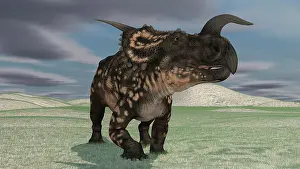 Close Up: Brown Einiosaurus walking across an open field