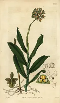 Epidendrum: Brown epidendrum orchid, Epidendrum anceps