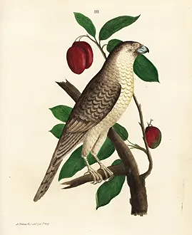 Badius: Brown hawk-owl on a mango tree