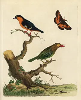 Multicolor: Brown-headed barbet and common iora