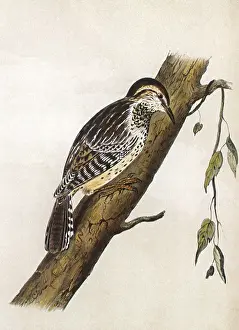 Creeper: Brown-headed Creeper, Picolaptes brunneicapillus