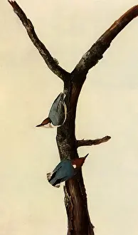 Nuthatch: Brown-Headed Nuthatch, Sitta pusilla
