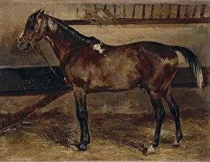 Stables: Brown horse in a stable