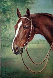 Carruthers: Brown horse's head