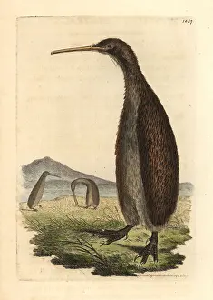Apteryx: Brown kiwi, Apteryx australis Vulnerable