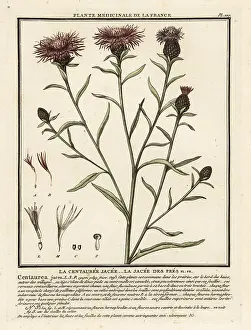 Plante Medicinale De La France: Brown knapweed, Centaurea jacea