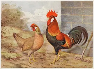 Leghorn: BROWN LEGHORN
