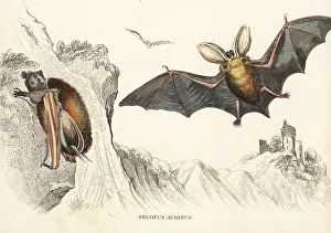 Auritus: Brown long-eared bat, Plecotus auritus