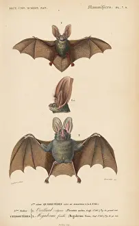 Auritus: Brown long-eared bat, Plecotus auritus, and