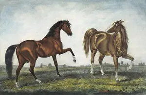 Hoof: Brown, Lt. Brown Horses
