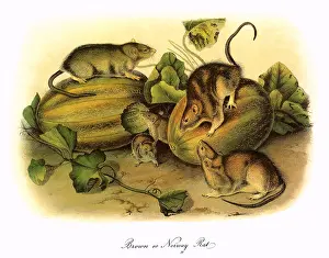 Rats: Brown or Norway Rats