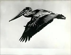 Restriction: Brown pelican, Galapagos Islands