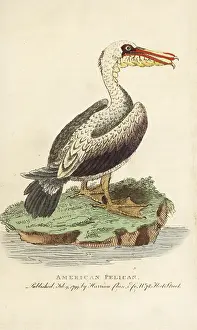 Occidentalis: Brown pelican, Pelecanus occidentalis