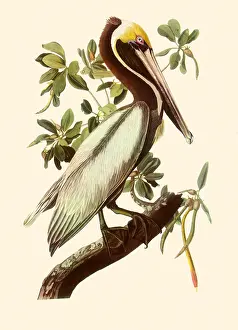 Webbed: Brown Pelican, Pelecanus occidentalis