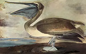 Pelican: Brown Pelican, Pelecanus occidentalis