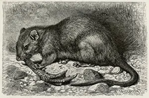 Norvegicus: BROWN RAT