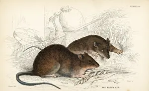 Decumanus: Brown rat, Rattus norvegicus
