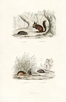Pourrat: Brown rat, red squirrel, and wood mouse