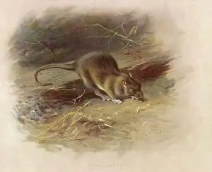 Thorburn: BROWN RAT / THORBURN