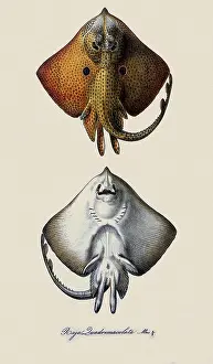 Angular: Brown Ray