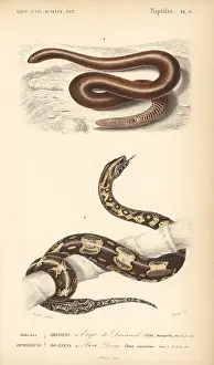 Oudart: Brown sand boa and boa constrictor