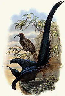 Epimachus: Brown Sicklebills, Epimachus meyeri