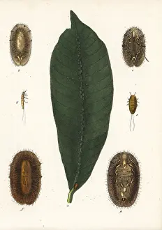 Bildersaal: Brown soft scale, Coccus hesperidum, on a leaf