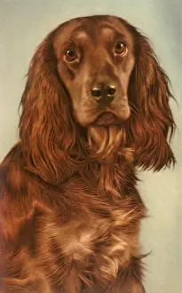 Cocker: Brown Spaniel