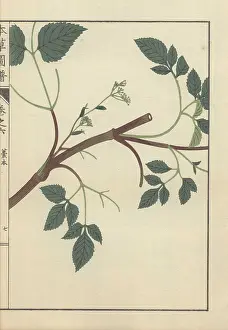Color Printed: Brown stem with several leafy stalks and tiny