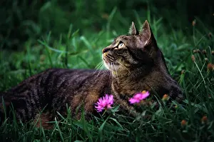 Pussycat: Brown Tabby Cat Lying in the Grass looking up