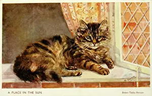 Sill: Brown tabby Persian cat