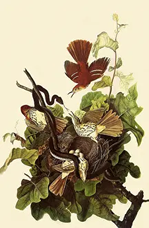 Thrasher: Brown Thrasher, Toxostoma rufum