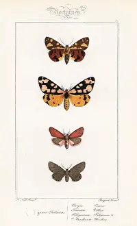 Pauquet: Brown tiger moth, cream-spot tiger, ruby tiger