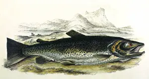 Trout: Brown Trout