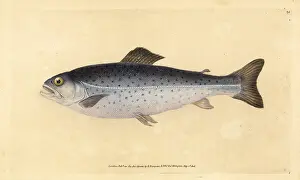 Salmo: Brown trout, Salmo trutta