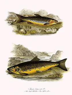 Trout: Brown Trout Varieties