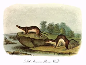 Tributary: Brown Weasels