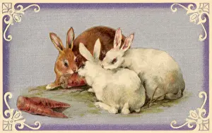 Carrots: Brown and White Rabbits