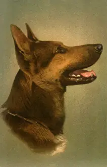Wolfhound: Brown Wolfhound